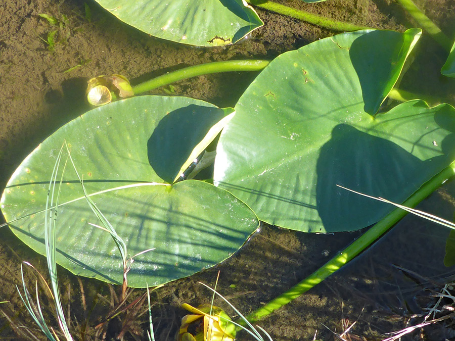 Large leaves