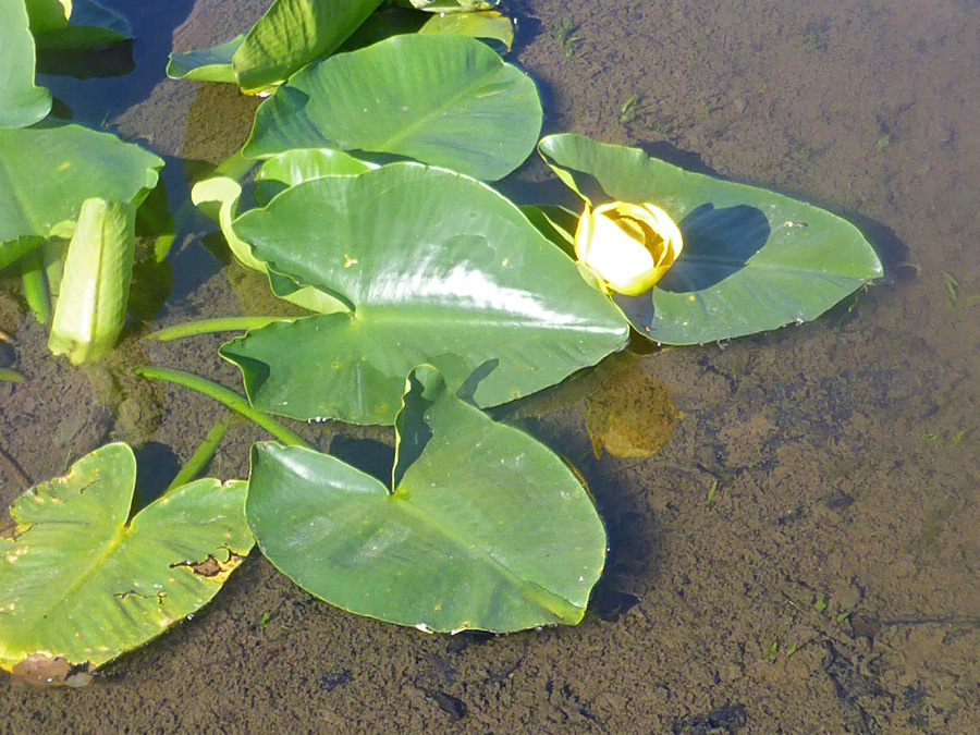 Plant in shallow water
