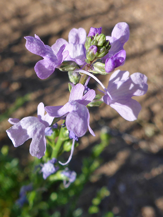 Pale purple flowers