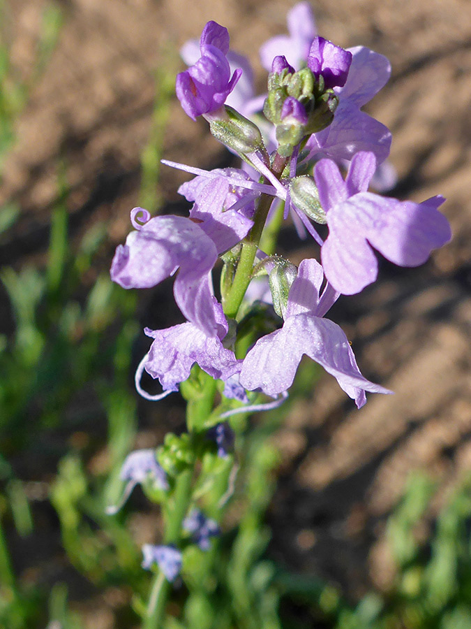 Elongated inflorescence