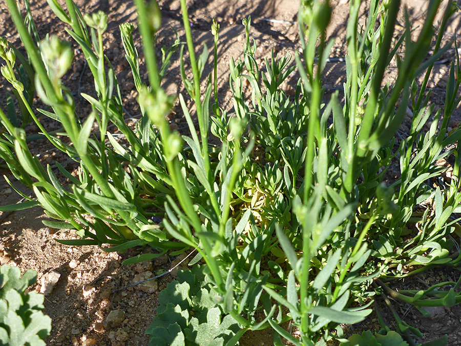 Stem leaves