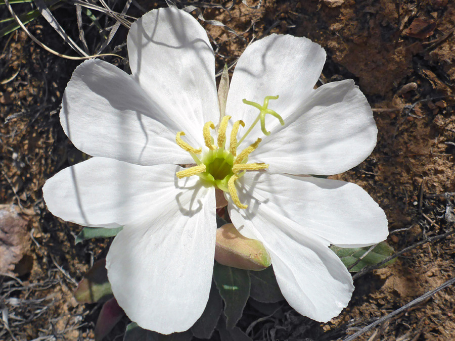 Yellow anthers