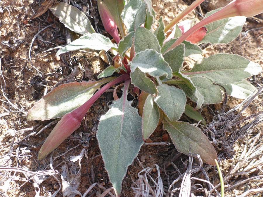 Buds and leaves