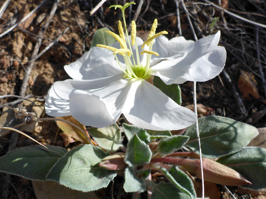 Large white flower