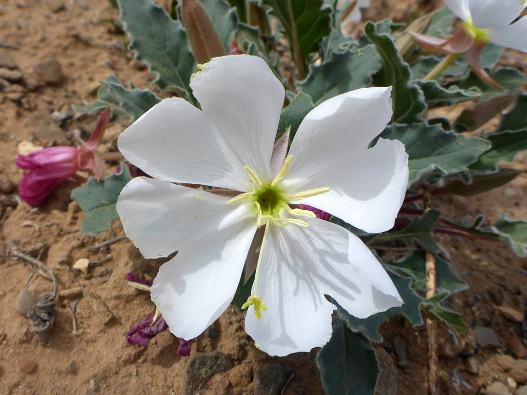 Big white petals