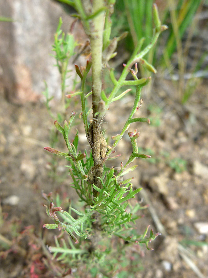 Divided leaves