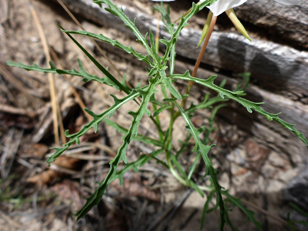 Narrow, lobed leaves