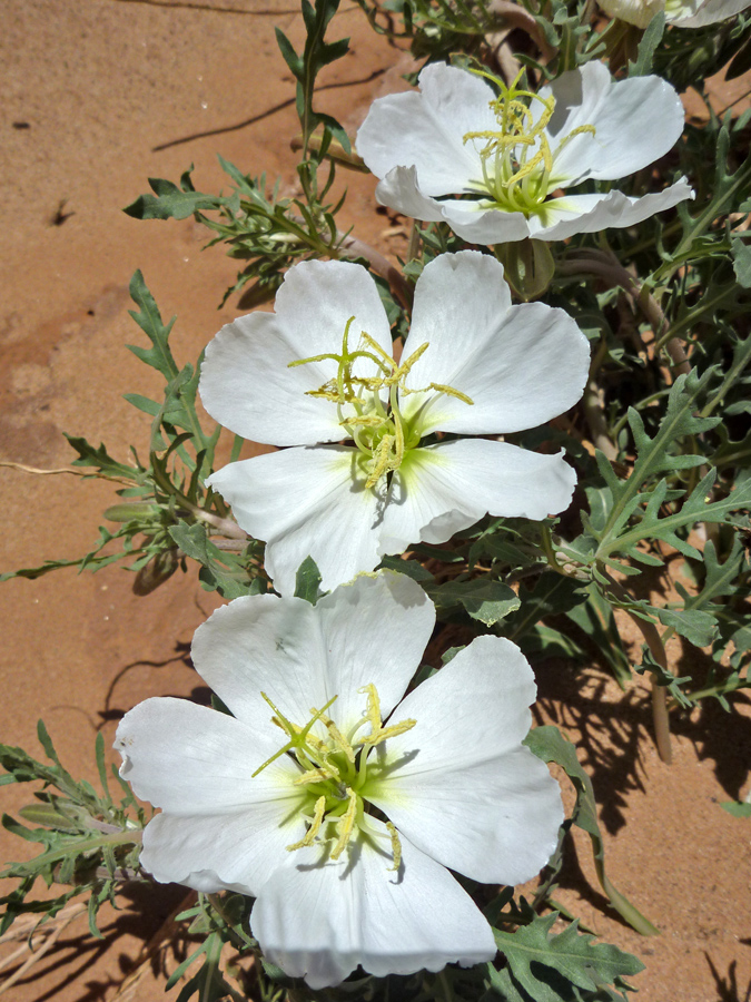 Three flowers