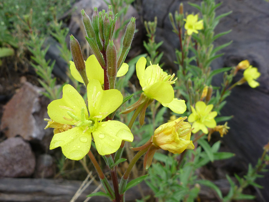 Flower cluster