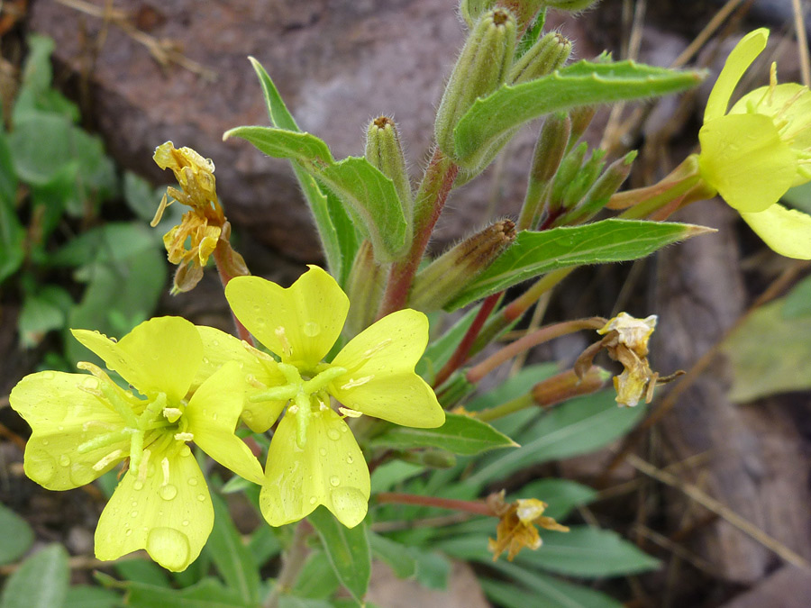 Flowers and buds