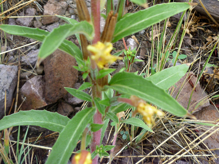 Leaves