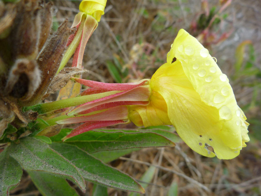 Flower with red sepals