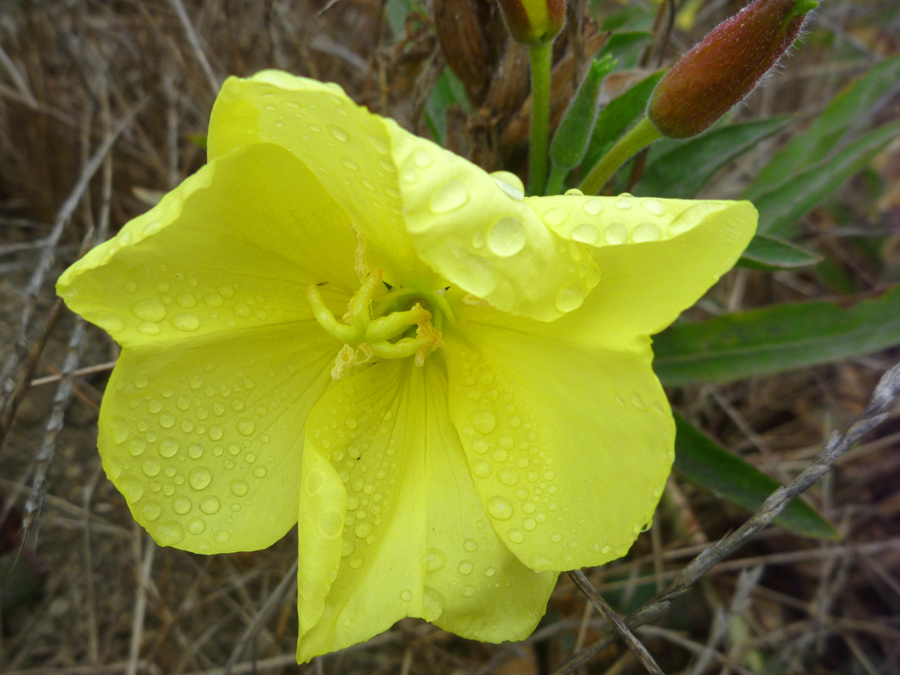 Four-petaled flower