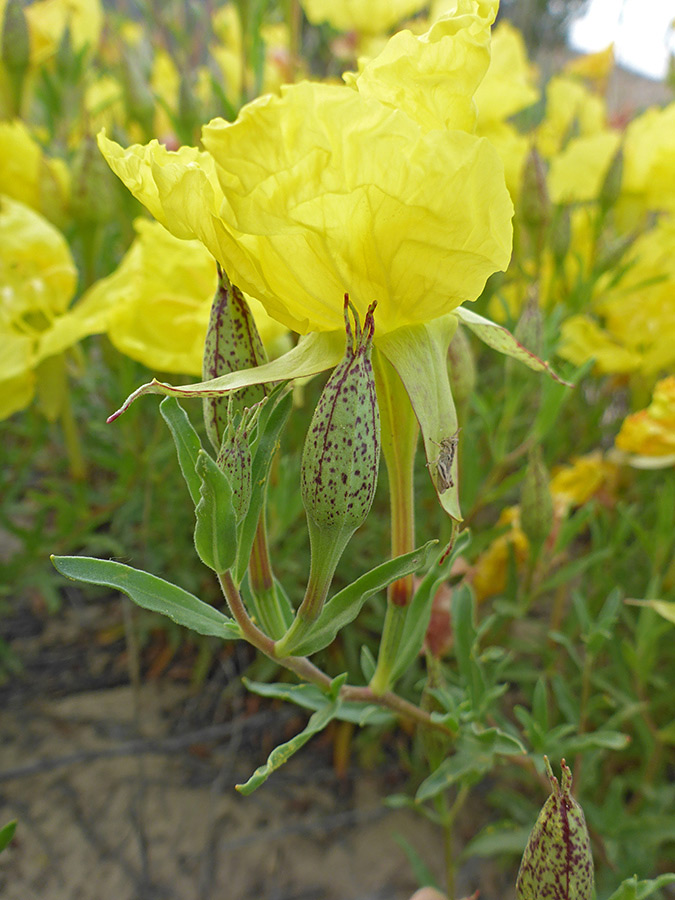 Flowers and buds