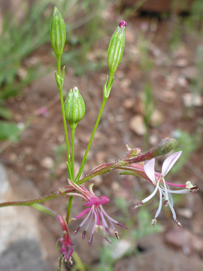 Flowers and buds