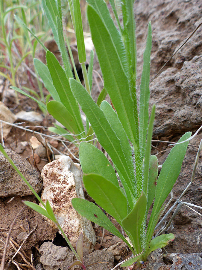 Hairy stem and leaves