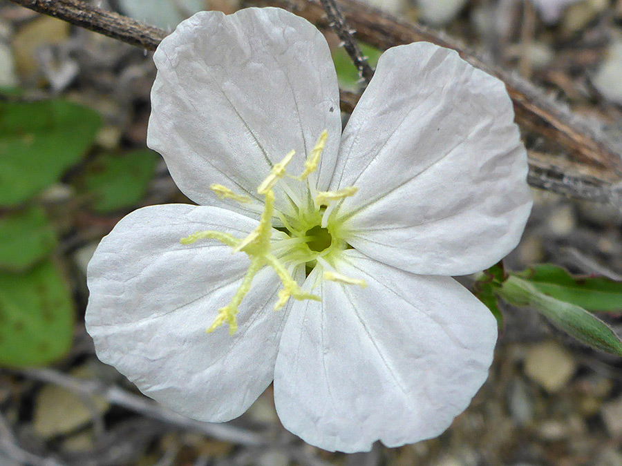 Four rounded petals