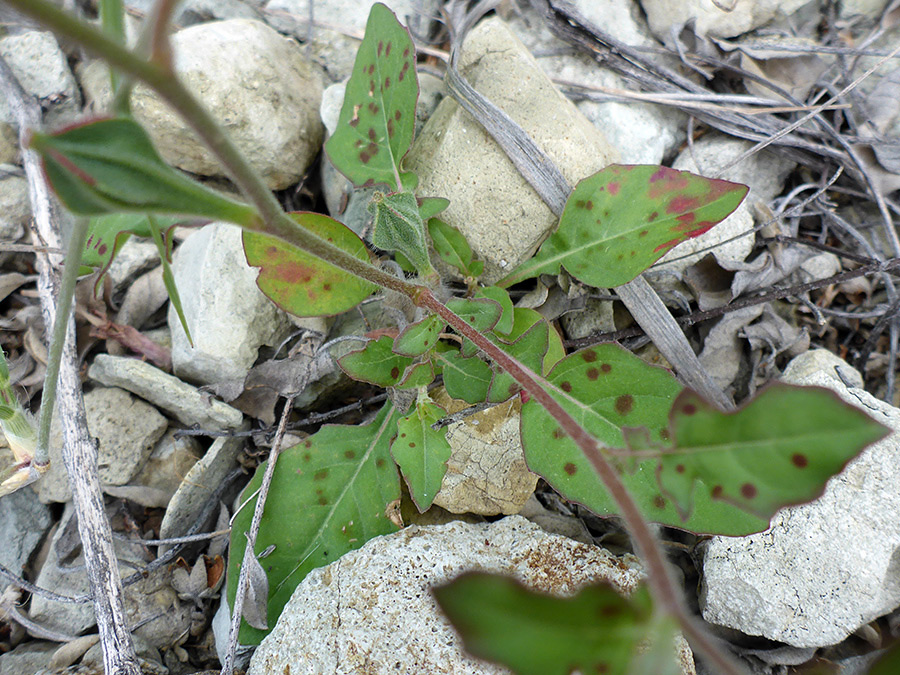 Stem and leaves