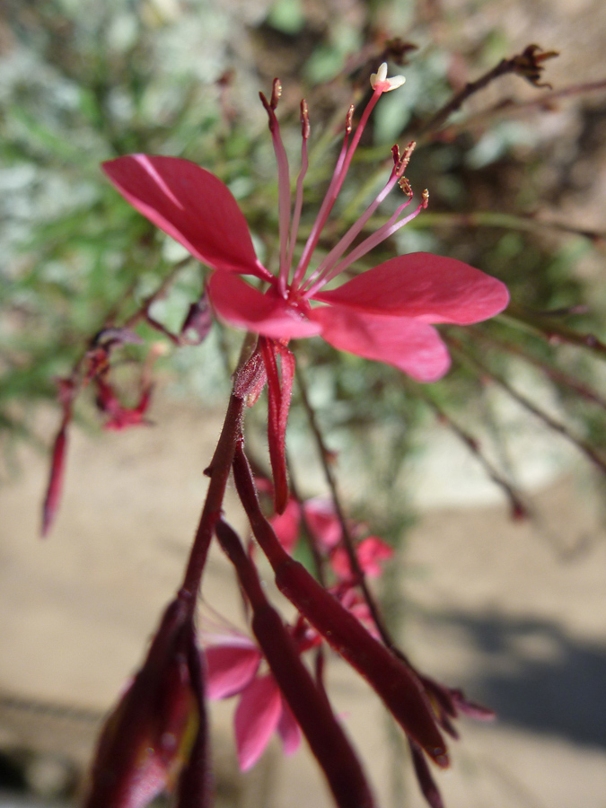 Exserted stamens