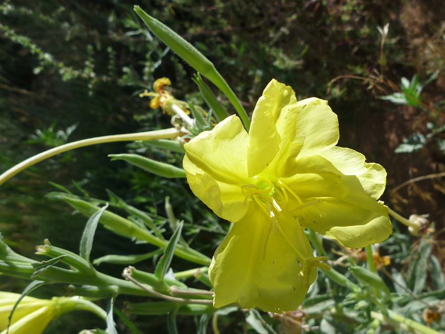 Yellow flower