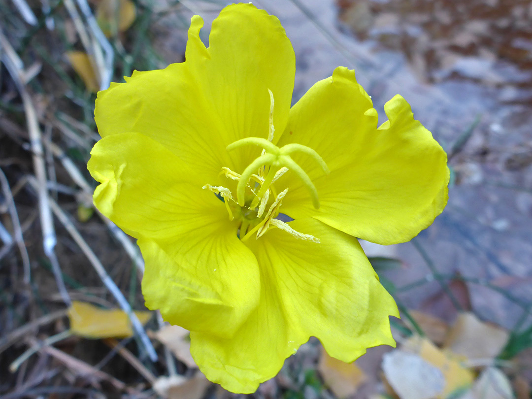 Veined yellow petals