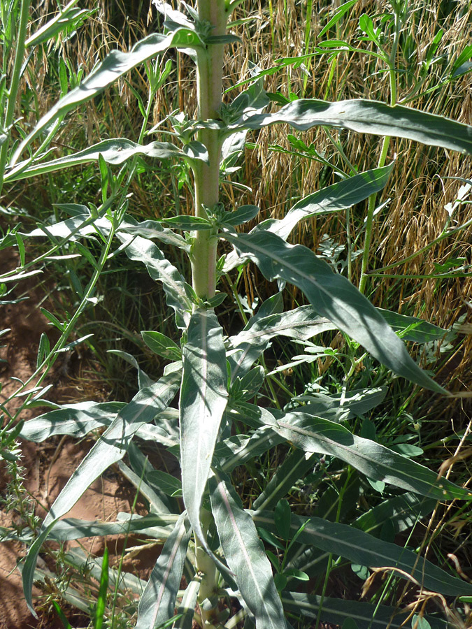 Grey-green leaves