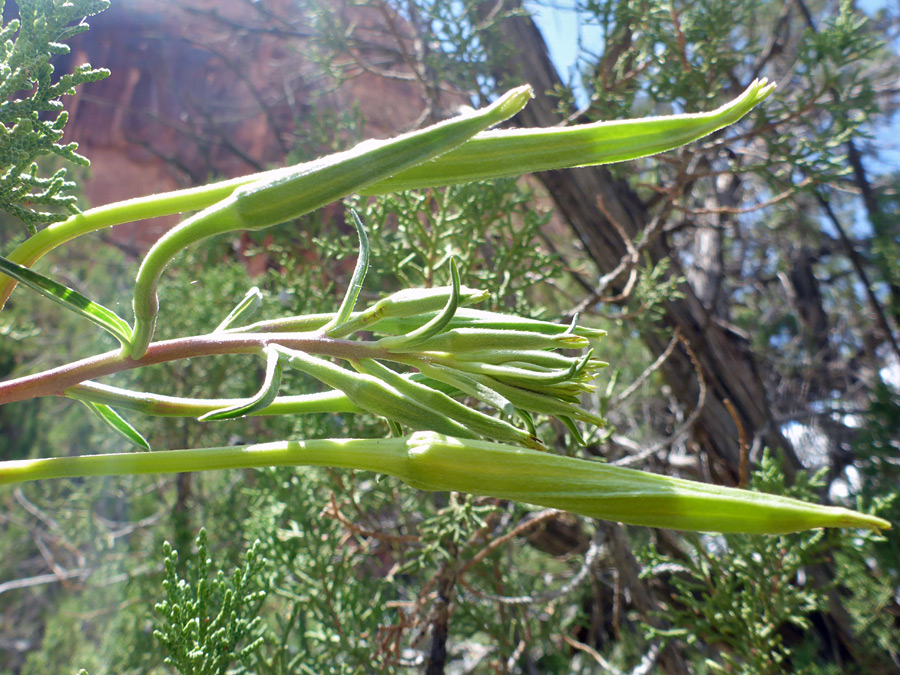 Long buds