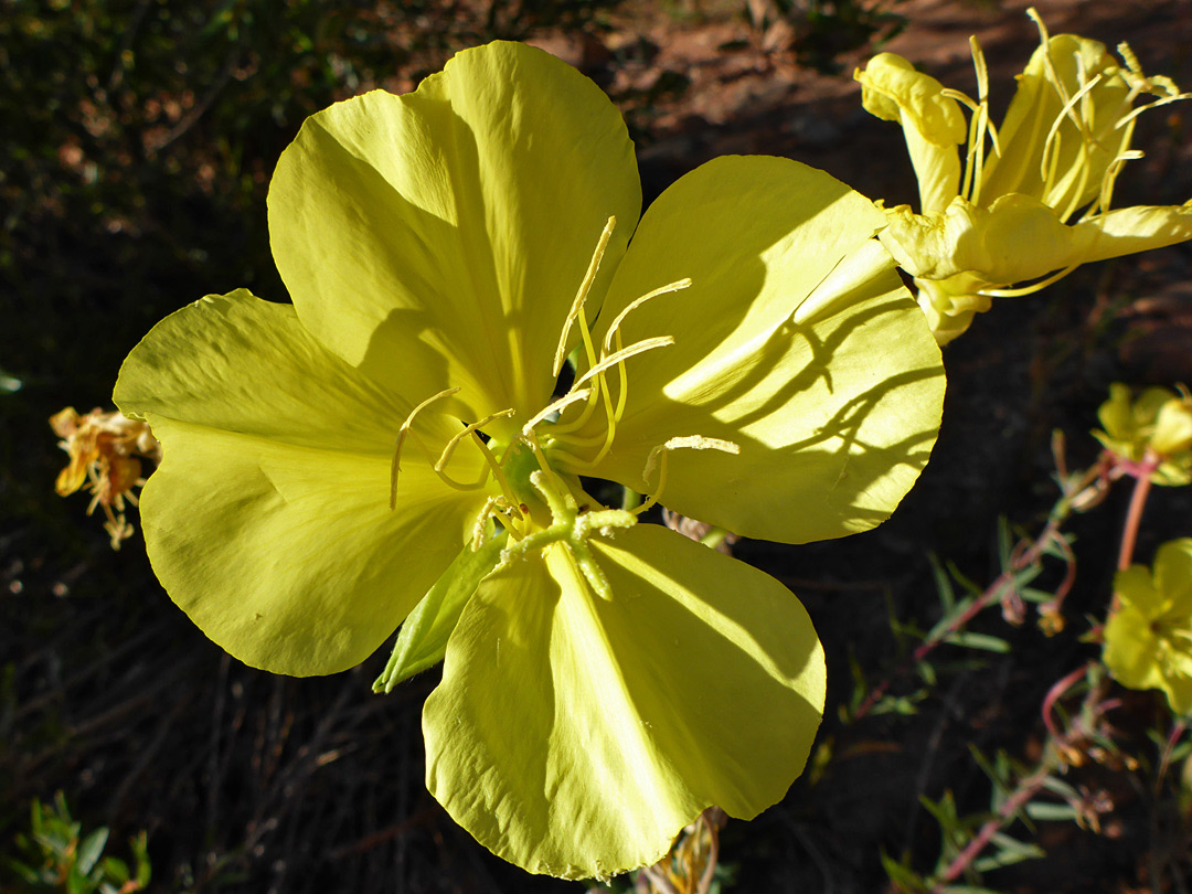 Yellow stamens and petals