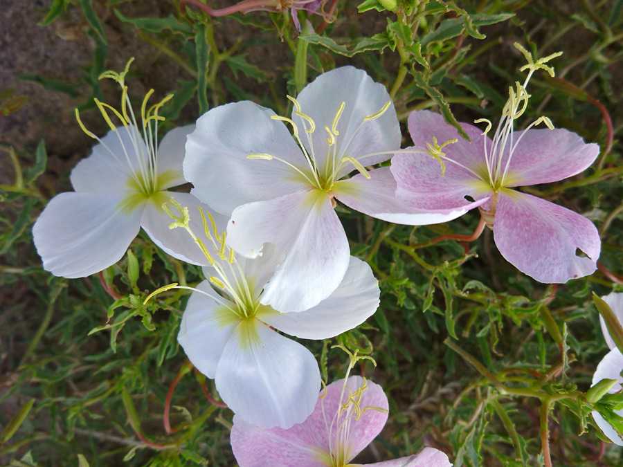 Group of flowers