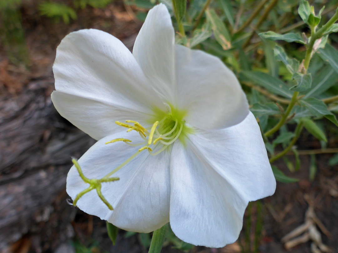 Four white petals