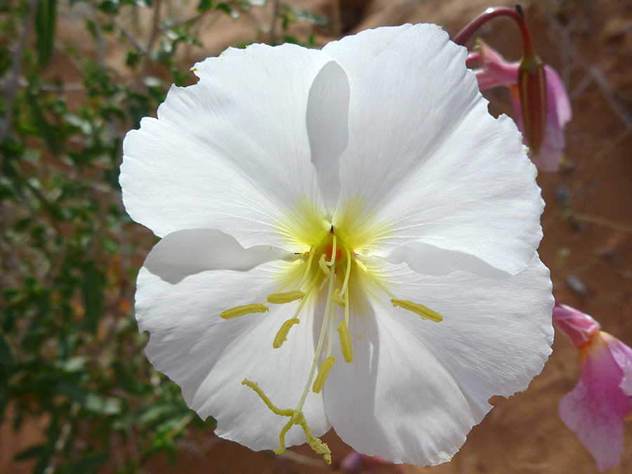 Pure white petals