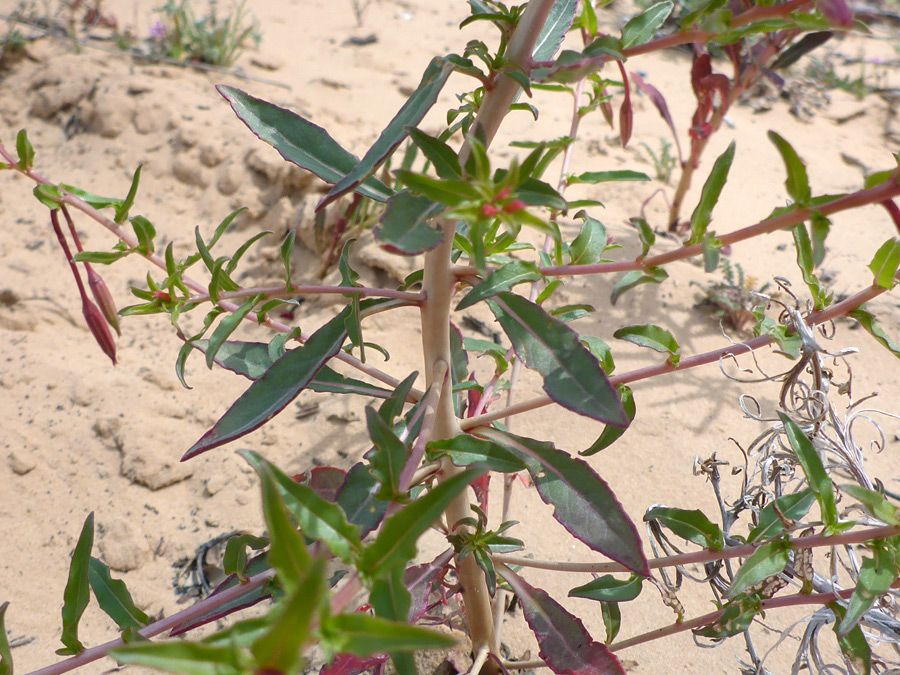 Middle stem leaves