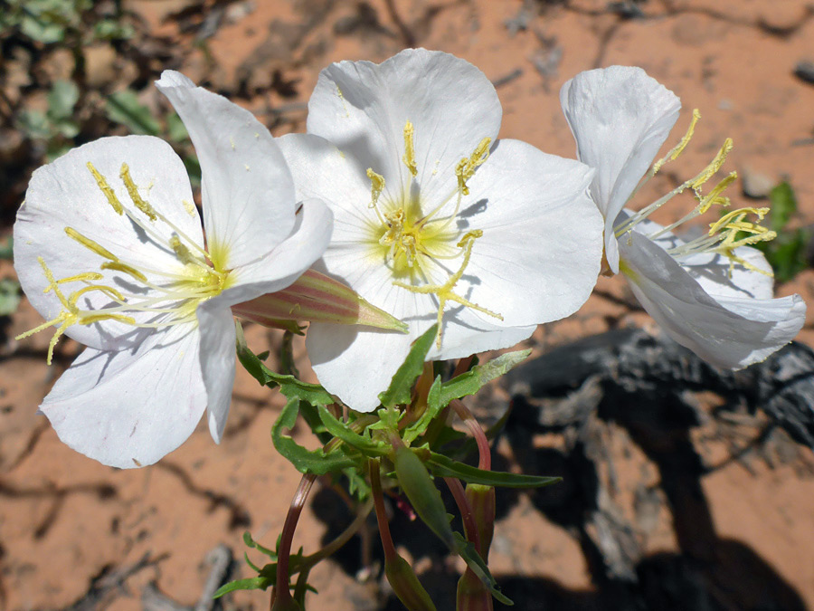 Three flowers