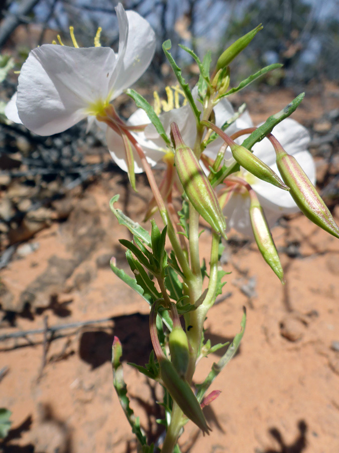 Buds and upper stem leaves