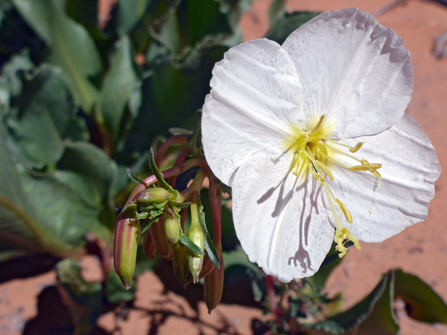 White flower and reddish buds