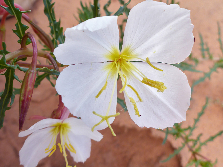 Yellow anthers