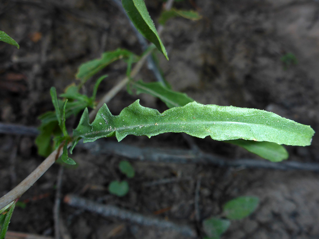 Narrow leaf