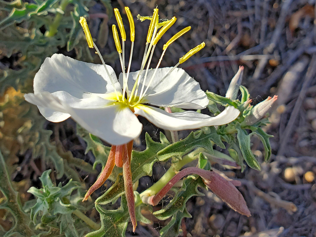 Exserted stamens