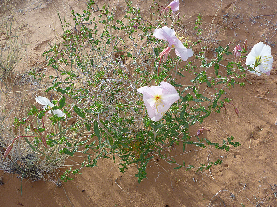 Flowers, stems and leaves