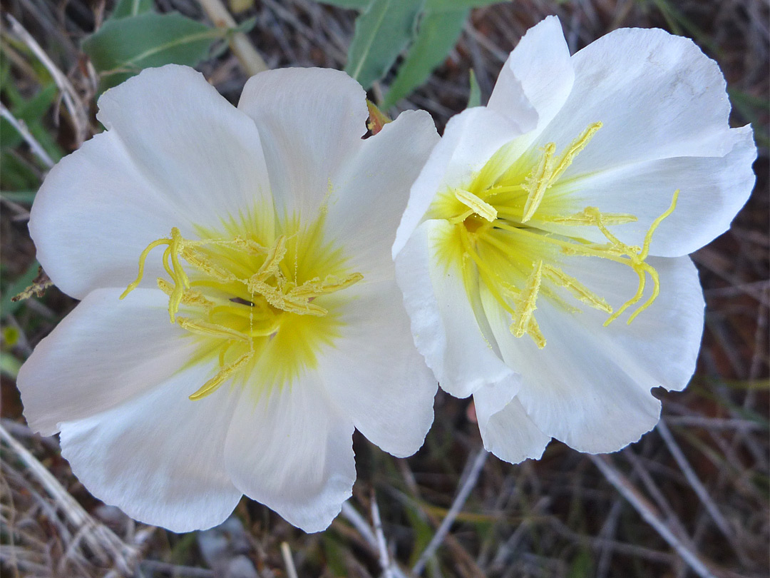 Two flowers