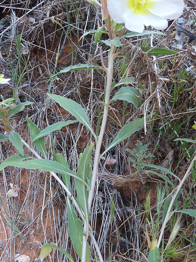 Leaves