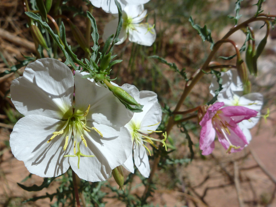 Flower and buds