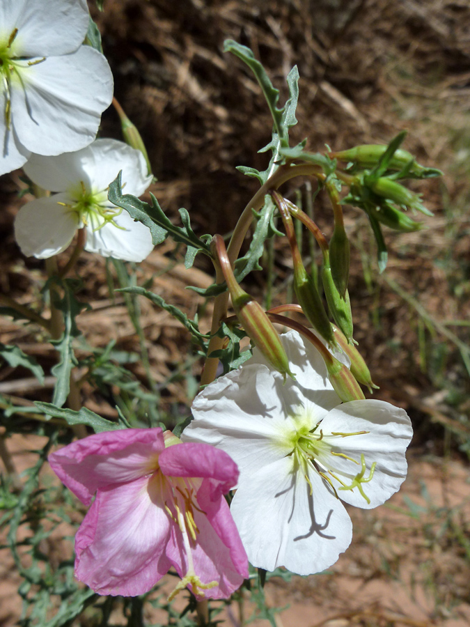 Pink and white flowers