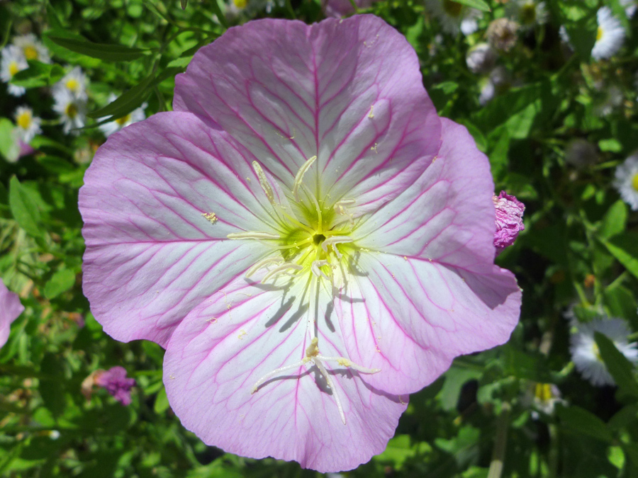 Pretty pink flower