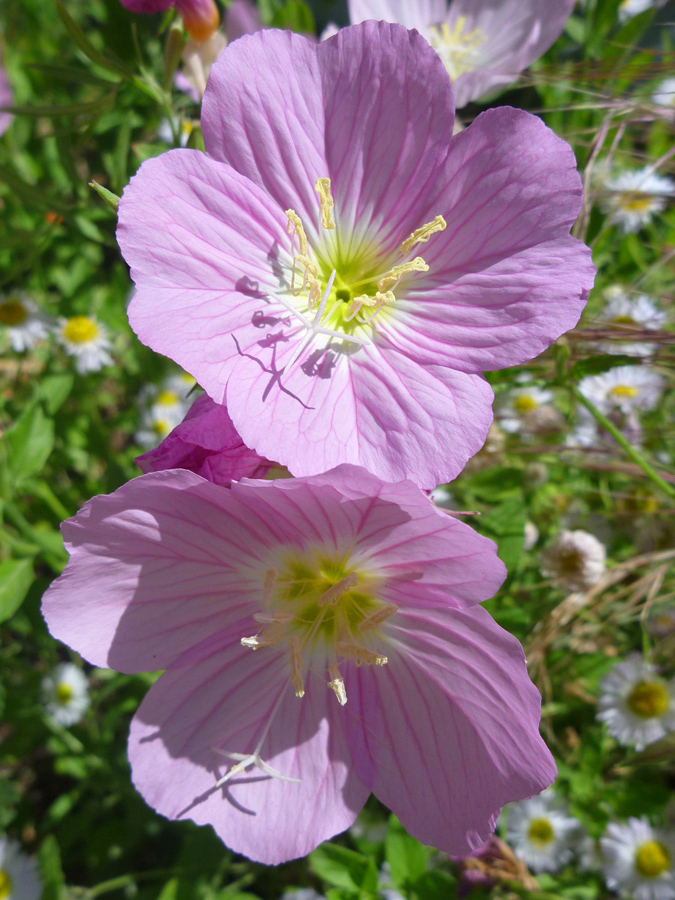 Two flowers