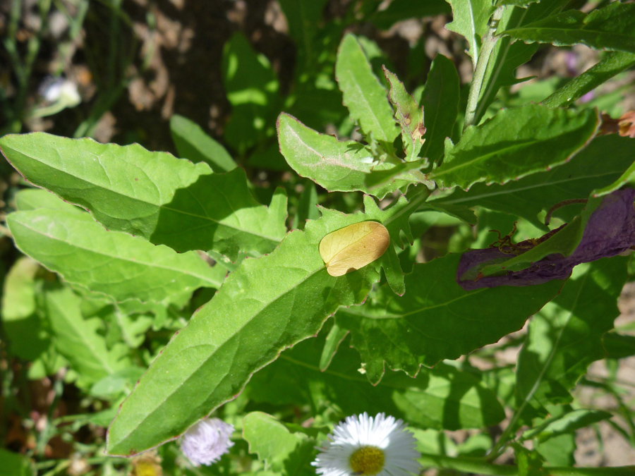 Shallow-toothed leaves