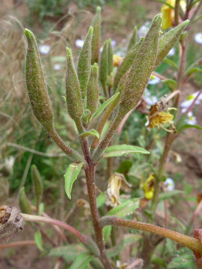 Buds