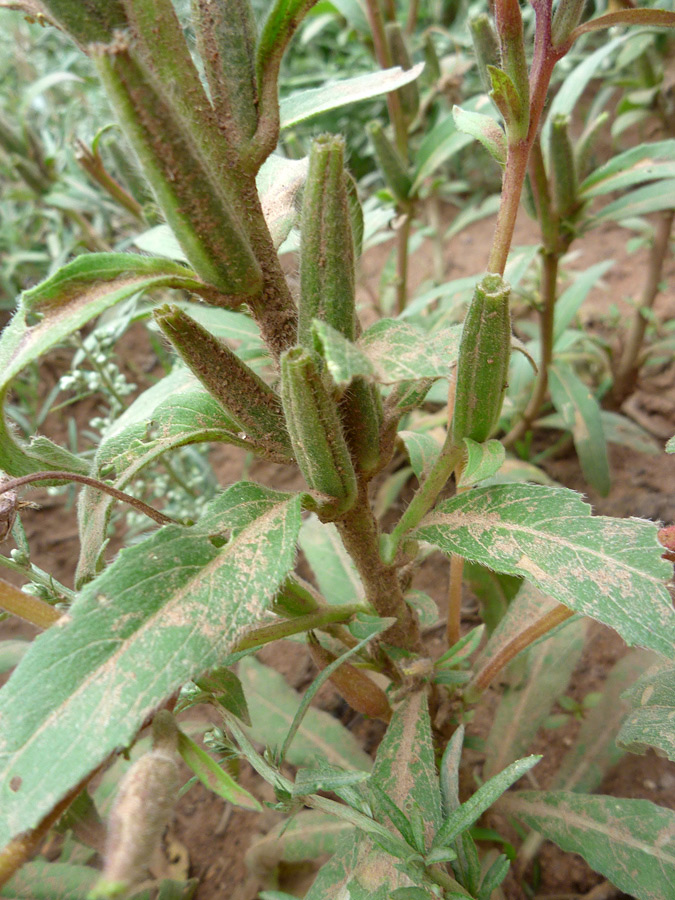 Leaves