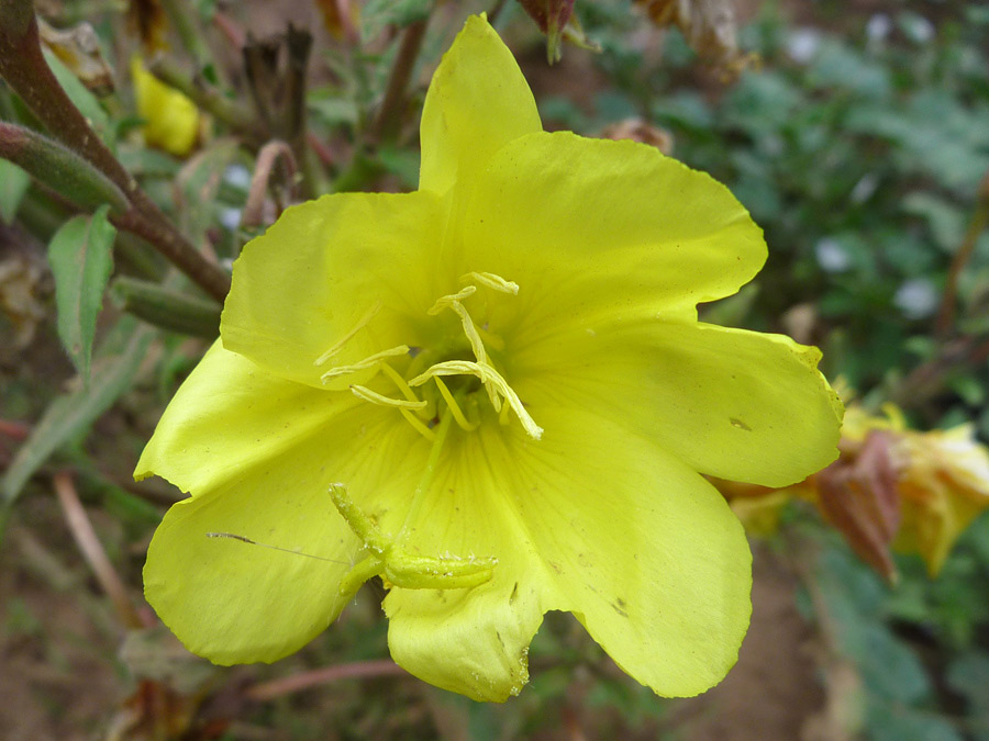 Yellow petals