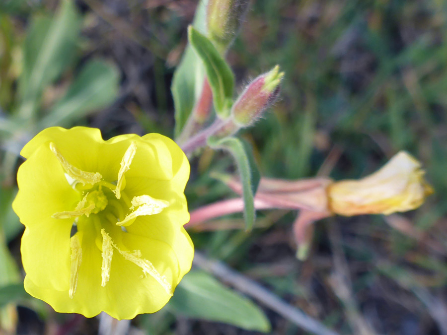 Partly open flower